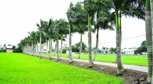 Areca Palm Trees street